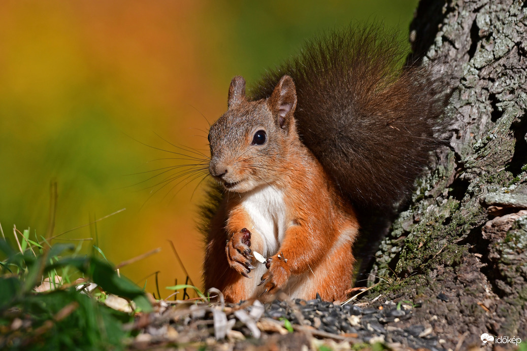 Erdei szemezgető... :) 
