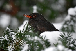 Havazáson csodálkozó feketerigó 