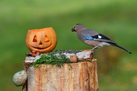 Kérsz egy szotyit tökfej?  :))