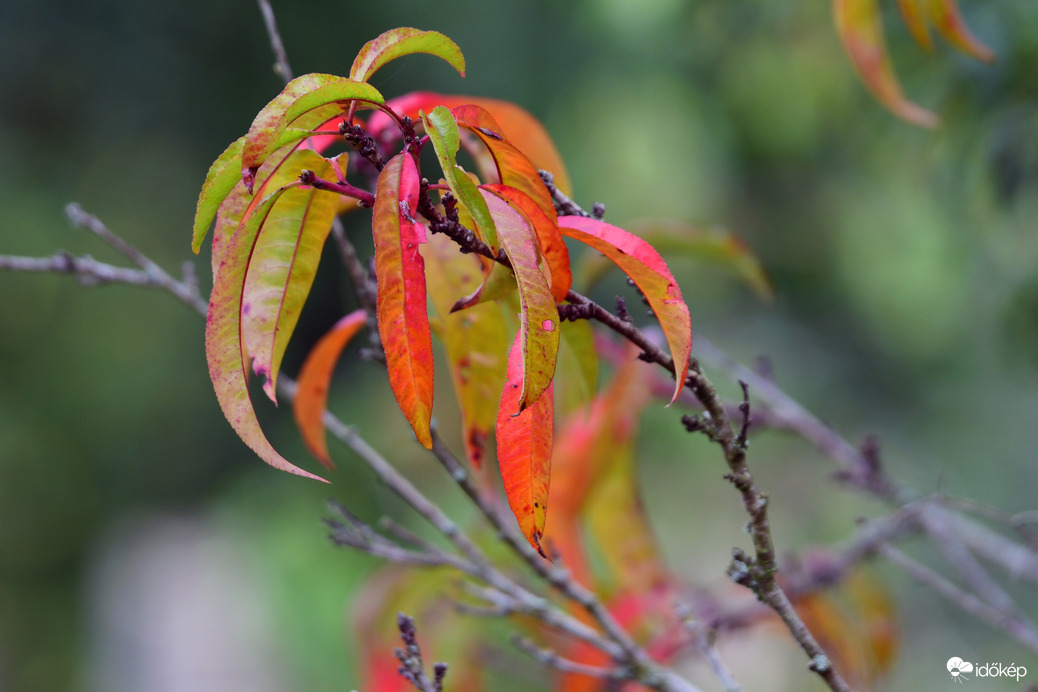 Őszi színekben 