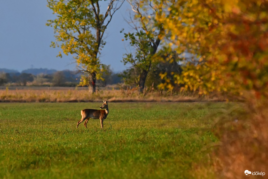 Őszi délután a mezőn