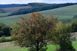 Őszülő...