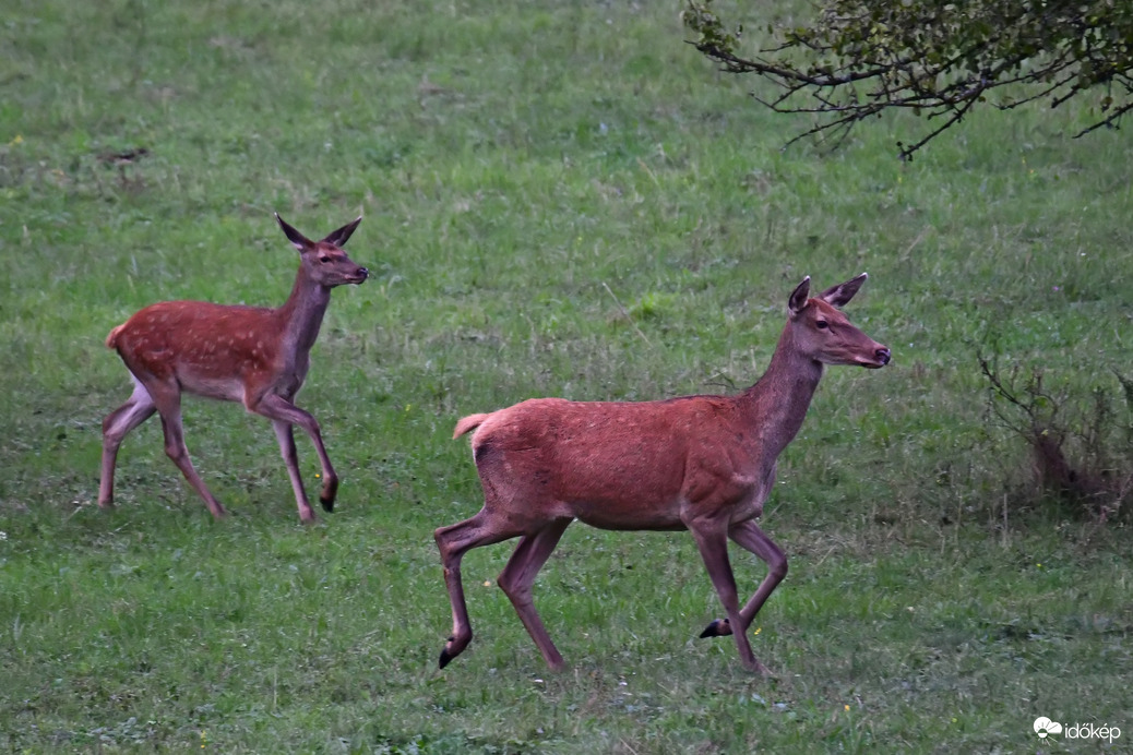 Szarvastehén a borjával 