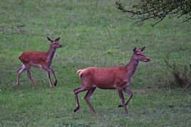 Szarvastehén a borjával 