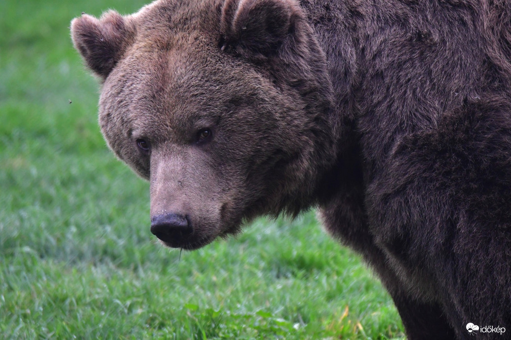 A medve ma nem látja meg az árnyékát, kint maradhat... :) 