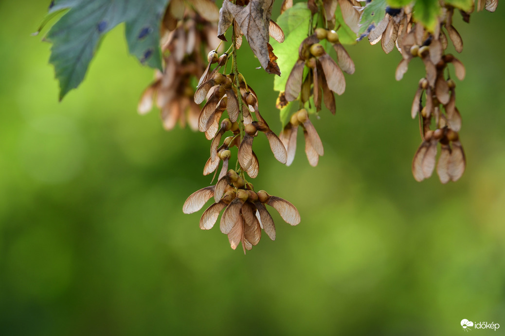 "Nyüszifül"  - Juhar 