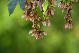 "Nyüszifül"  - Juhar 