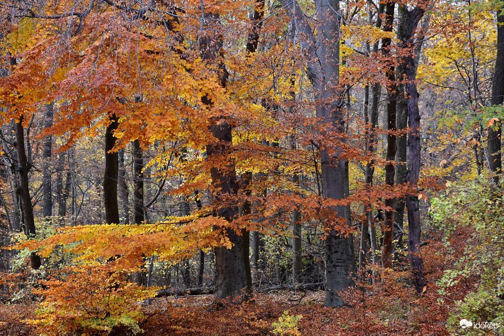 Ősz- Normafa 