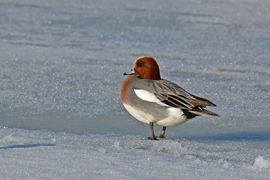 Fütyülő réce a befagyott Velencei-tavon 