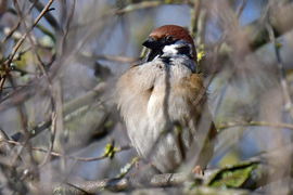 „Kikelet-figyelő”