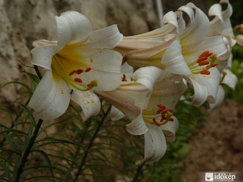 liliomok