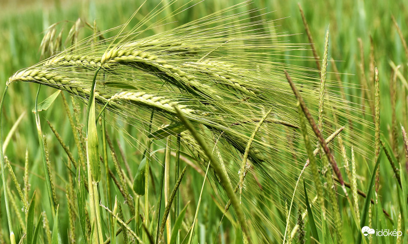 Érik a búza
