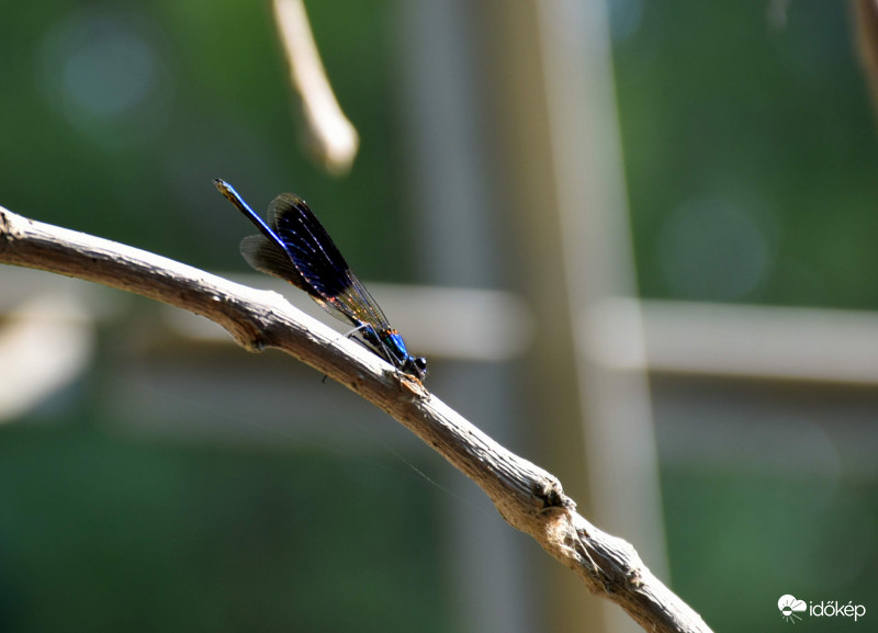 Zagyvánál jártam 3