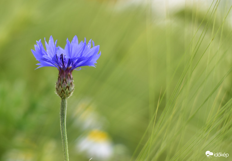 Imádott Búzavirág