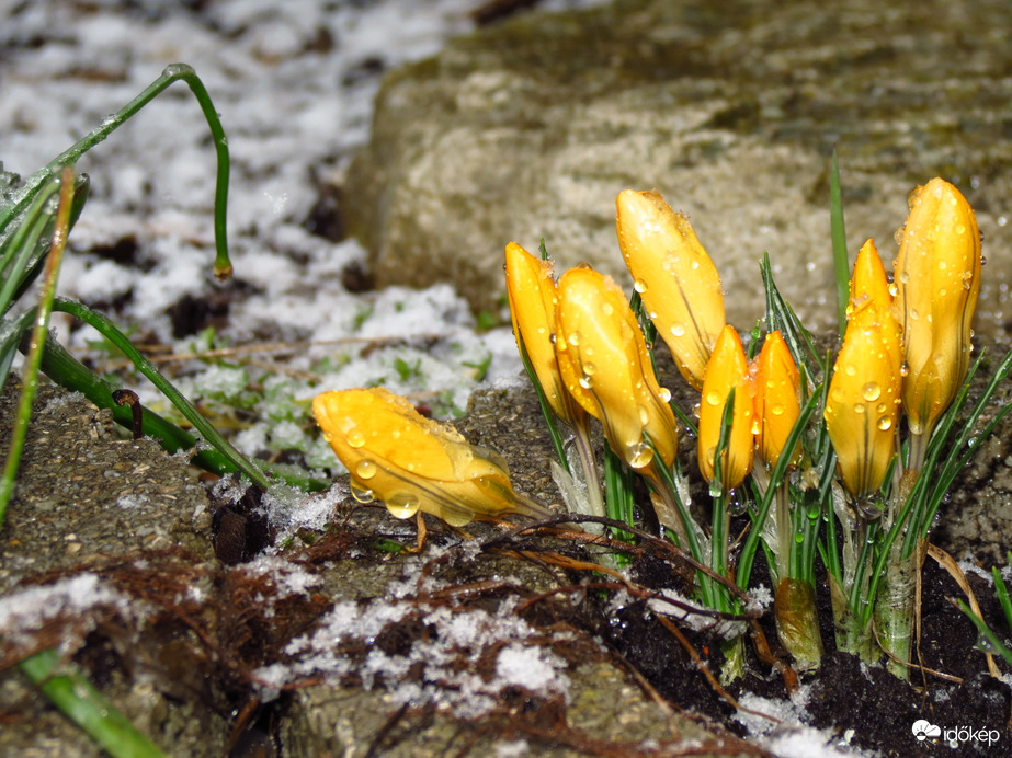 Krókusz egy kis hóval