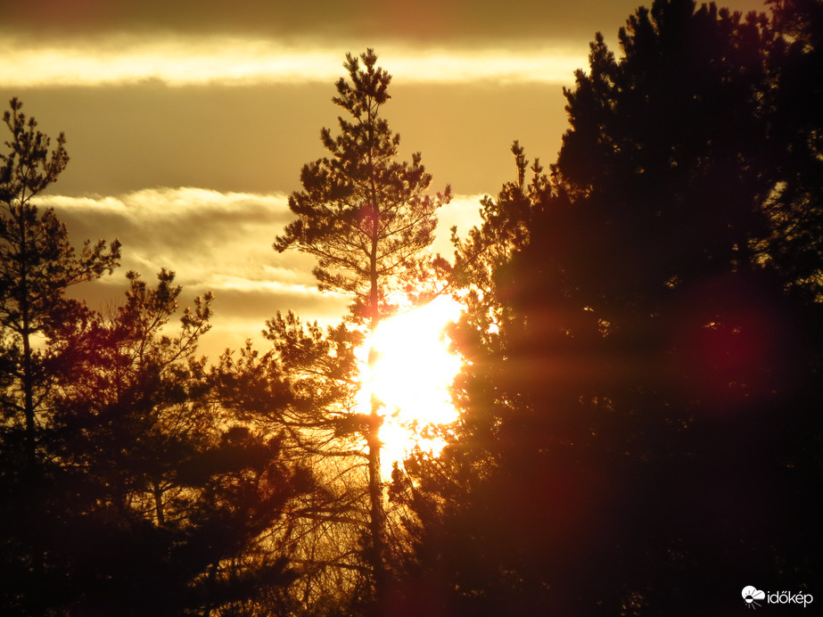Fenyves és a lenyugvó nap