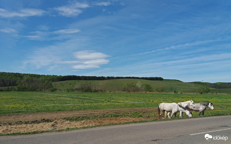 legelészők