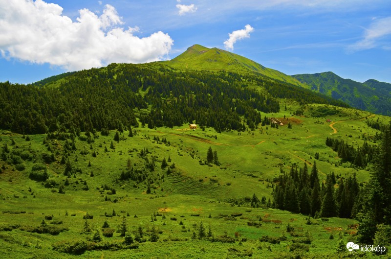 Erdőhatáron állva