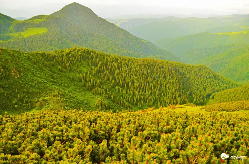 Tűlevelűek mindenfelé