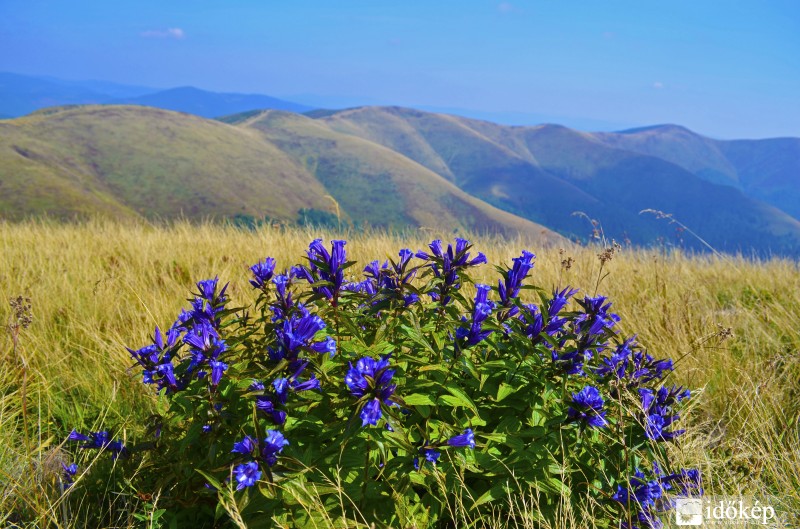 Tárnicsok