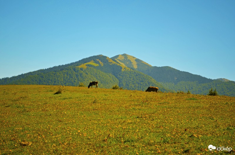 Nyugodtan legelészve