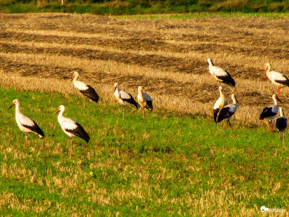 Észlelési fényképek
