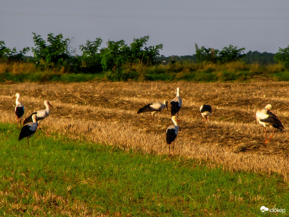 Észlelési fényképek