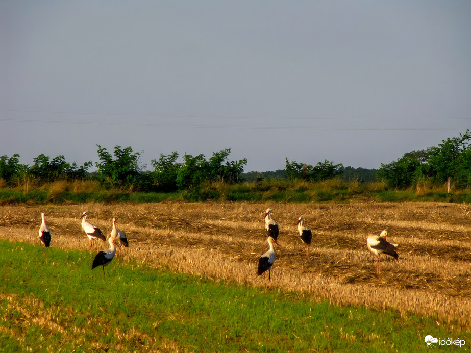 Észlelési fényképek