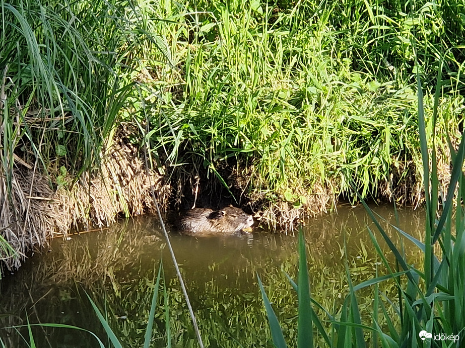 nutria