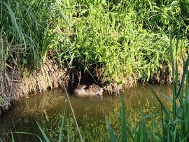 nutria