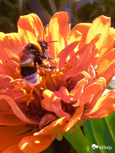 Megtetszett ez a szín