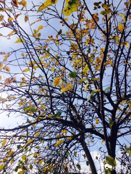 Novemeberi délután