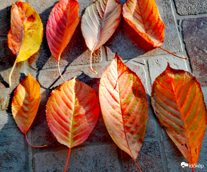 " Az ősz legújabb trendje " 