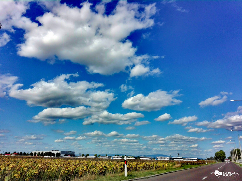 Lepermetezett napraforgókkal 