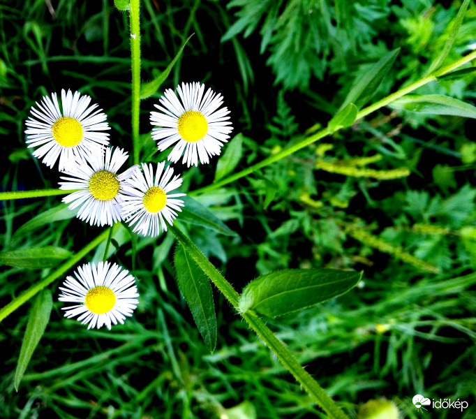 Erdőszéli Margitvirág