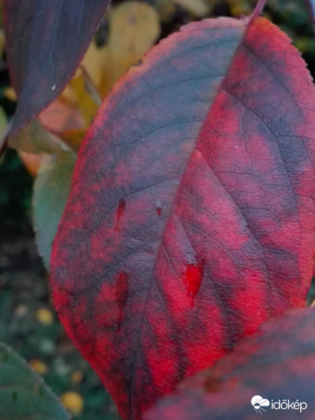 Visszatekintés az őszbe