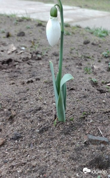 Hóvirág (galanthus) 