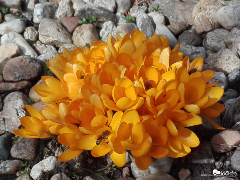 Napsütés szépség