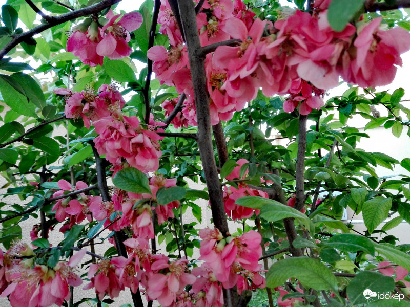 Japánbirs (Chaenomeles Japonica) 