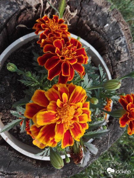 Dobogón első helyezett 