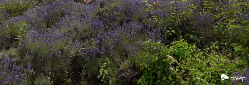 Tihanyi levendula II