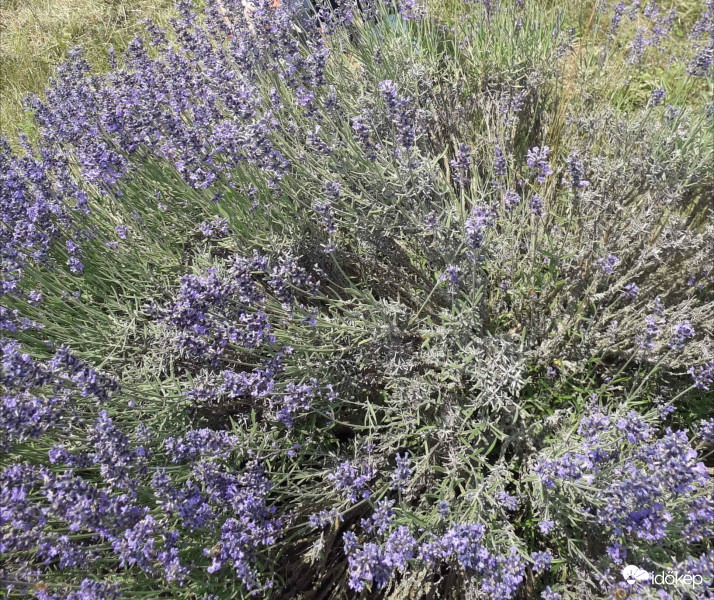 Tihanyi levendula III