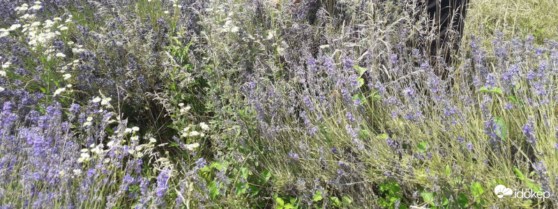 Tihanyi levendula IV