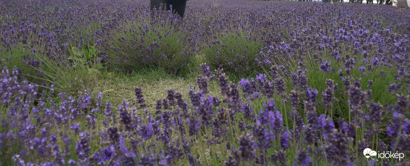 Tihanyi levendula VI