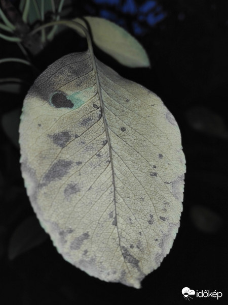 Őszi sárgás falevél