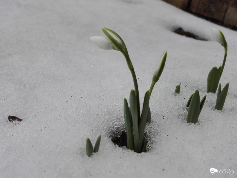 A család bő tagjai