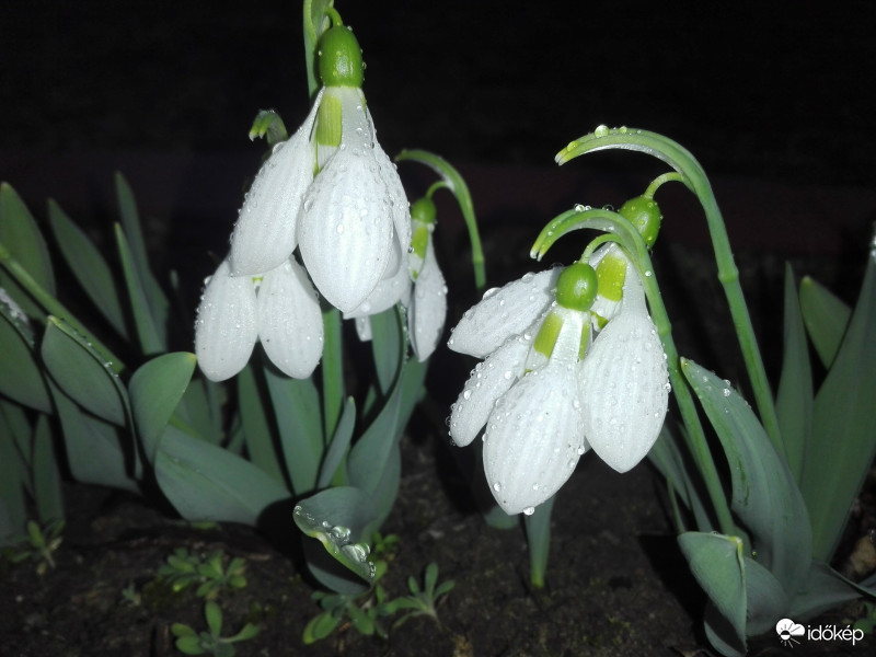 Frissítő zápor után