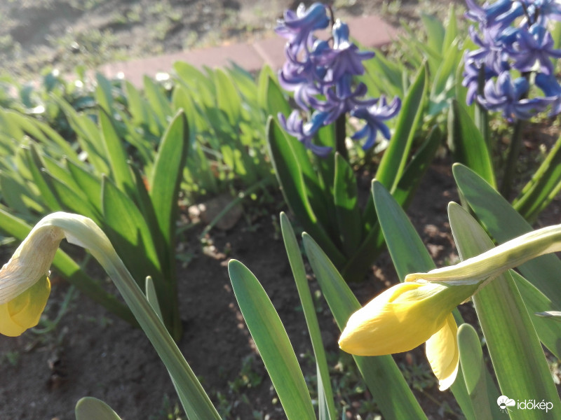 Illatos párosítás