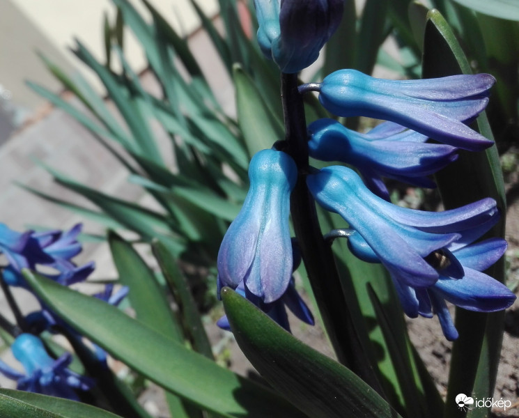 Kicsattanó szépség