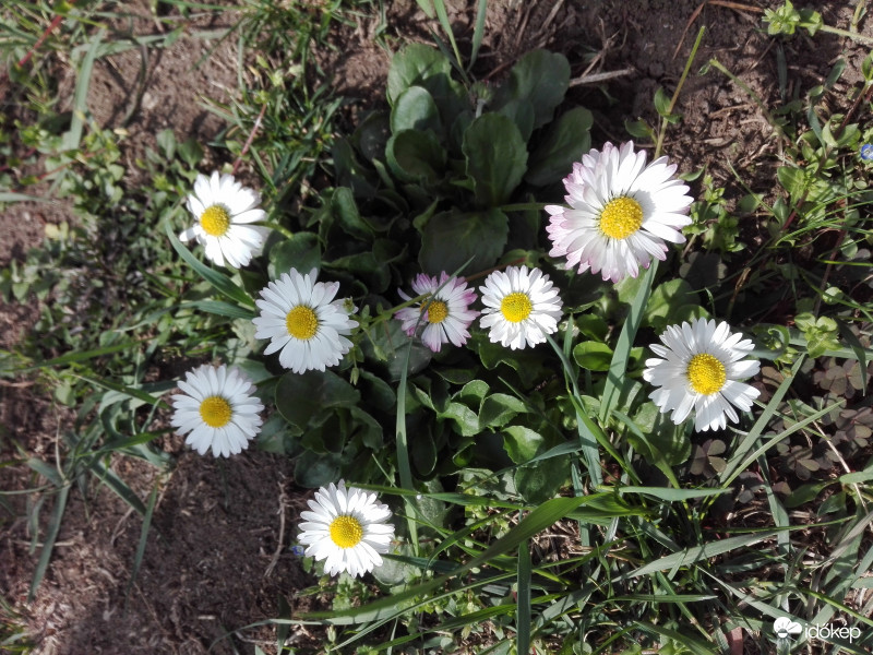 Szikrázó napsütésben